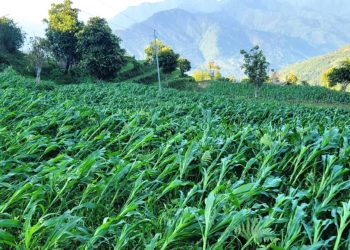 खोटाङ : हुरीले मकैबालीमा क्षति