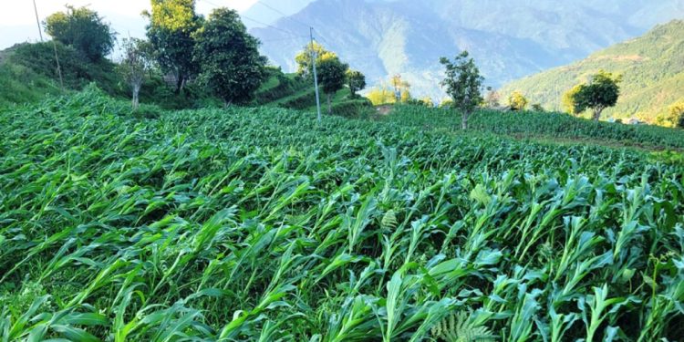 खोटाङ : हुरीले मकैबालीमा क्षति