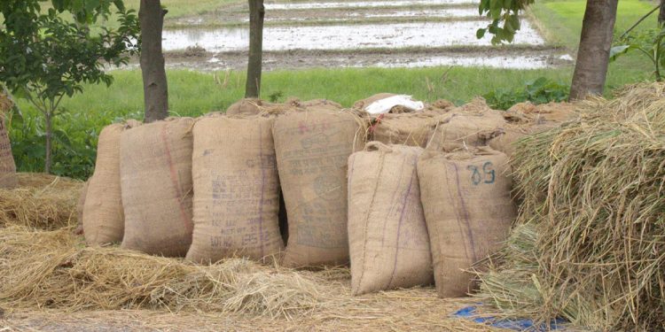 धान नबिकेपछि झापाका किसान चिन्तित