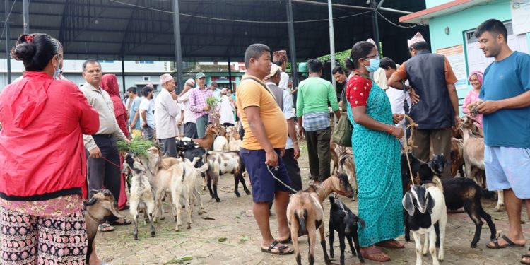 धरानको कृषि बजारमा खसी, बोकाको बिक्री बढ्दै