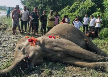 खोला किनारमा हात्ती मृत फेला