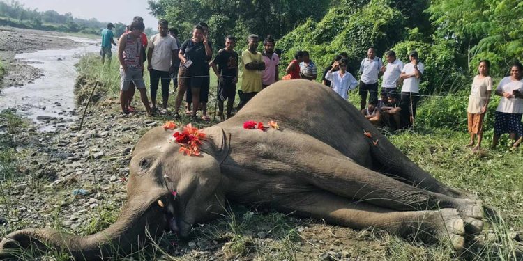 खोला किनारमा हात्ती मृत फेला
