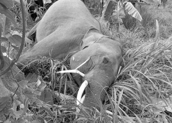 मोरङको सुन्दरहरैँचामा जंगली हात्ती मृत फेला