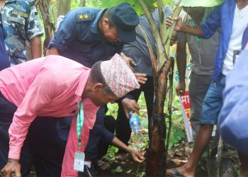 वन्यजन्तुको आहारका लागि सामुदायिक वनमा दश हजार बिरुवा रोपियो
