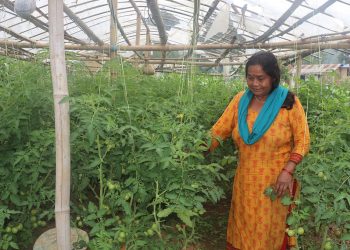भोजपुर : व्यावसायिक कृषिमा आकर्षित हुँदै कोदारका किसान