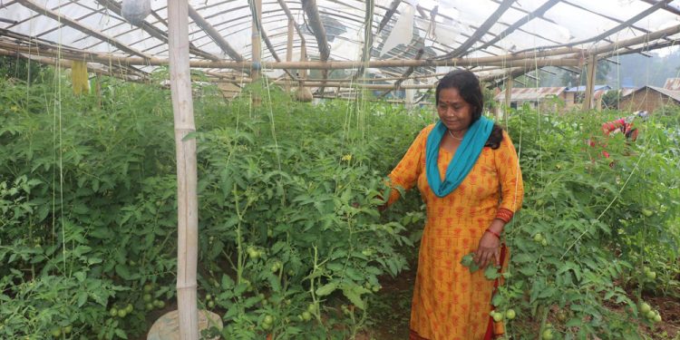 भोजपुर : व्यावसायिक कृषिमा आकर्षित हुँदै कोदारका किसान