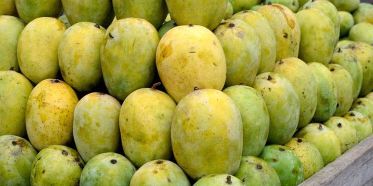 सुनसरीमा आँप उत्पादन घट्यो