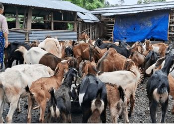शिक्षण पेसा छाडेर बाख्रापालनमा धरानका राजकुमार