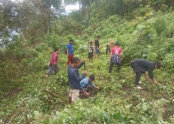 मोरङमा बढ्दो वन, यस वर्ष रोपियो ५७ हजार बिरुवा