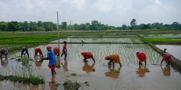 सुनसरीका किसानलाई रोपाइँको चटारो