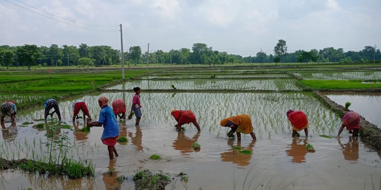 सुनसरीका किसानलाई रोपाइँको चटारो