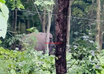 इटहरी–धरान सडकको चारकोसेमा देखियो जंगली हात्ती, तरहरातर्फ पसेकाले सतर्कता अपनाउन आग्रह