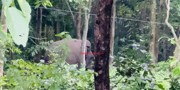 इटहरी–धरान सडकको चारकोसेमा देखियो जंगली हात्ती, तरहरातर्फ पसेकाले सतर्कता अपनाउन आग्रह