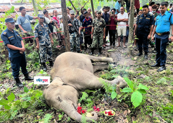 मोरङमा हात्तीको छावा मृत फेला