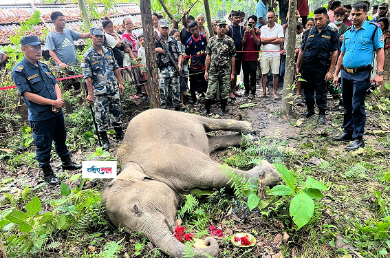 मोरङमा हात्तीको छावा मृत फेला