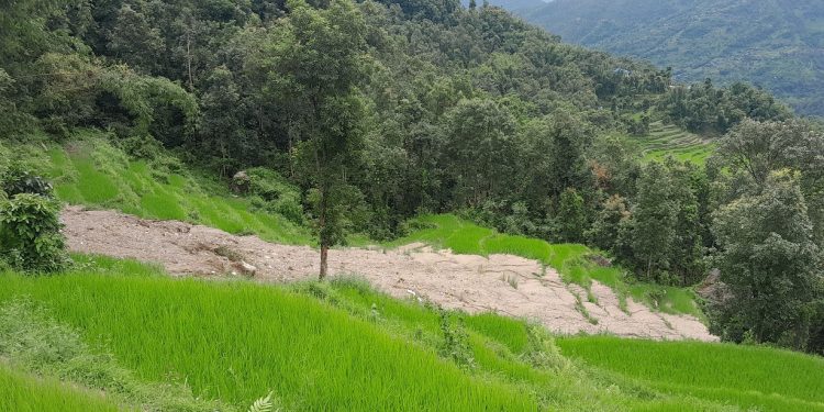खोटाङमा पहिरोले धानबालीसहितको खेत बगाएपछि कृषक चिन्तित