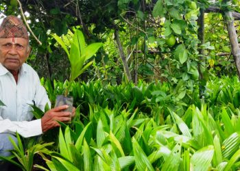 झापामा दुई महिनाको अवधिमा एक करोड ८० लाख रुपैयाँको सुपारीका बिरुवा बिक्री