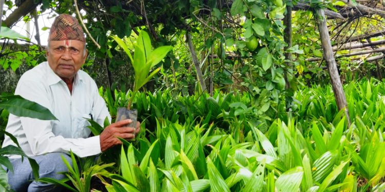 झापामा दुई महिनाको अवधिमा एक करोड ८० लाख रुपैयाँको सुपारीका बिरुवा बिक्री