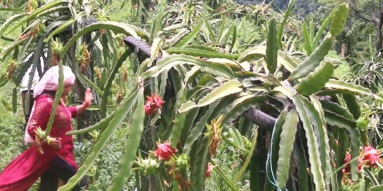 भोजपुर : बाँझो जग्गा सदुपयोग गर्न फलफूल खेती