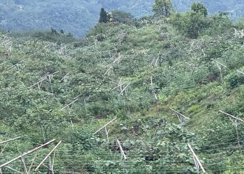 तीन सय रोपनी किवी र लोठसल्ला खेती