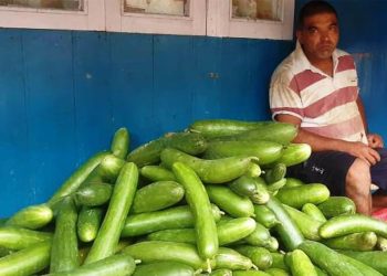 काँक्रा खेतीबाट इलामका किसानको जीवनस्तर उक्सियो