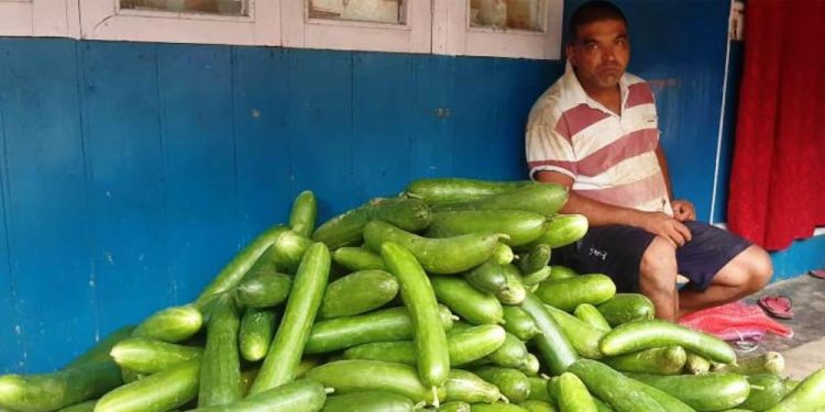 काँक्रा खेतीबाट इलामका किसानको जीवनस्तर उक्सियो
