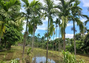 झापा : सुपारी खेती भरपर्दो आम्दानीको स्रोत