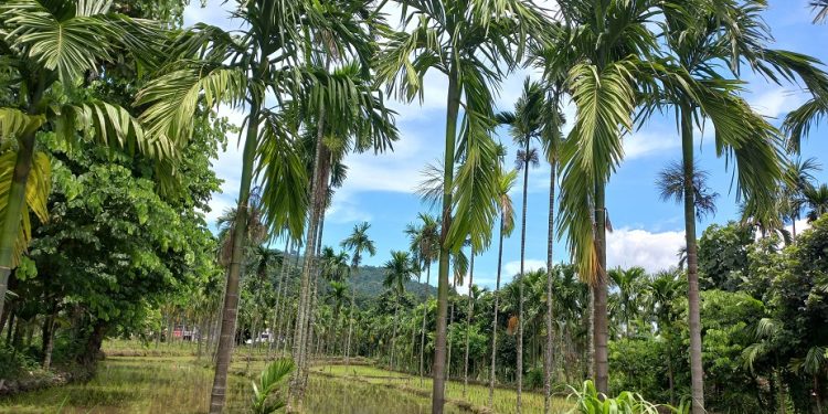 झापा : सुपारी खेती भरपर्दो आम्दानीको स्रोत