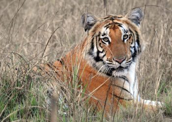 खोटाङको राजापानीमा बाघ आतङ्क
