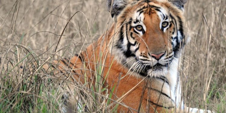 खोटाङको राजापानीमा बाघ आतङ्क