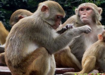 बाँदर आतंकले रित्तिँदै भोजपुरका बस्ती
