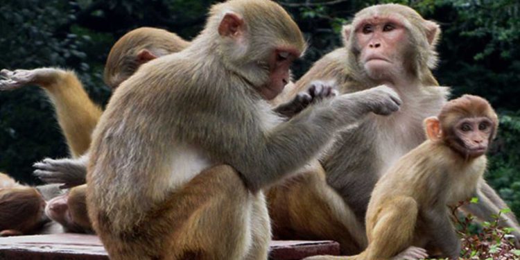 बाँदर आतंकले रित्तिँदै भोजपुरका बस्ती