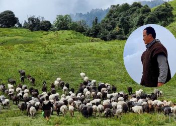 खोटाङ : पढाइ स्नातकोत्तर, काम भेडा चराउने !