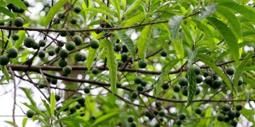 सङ्खुवासभामा फलेको रुद्राक्ष