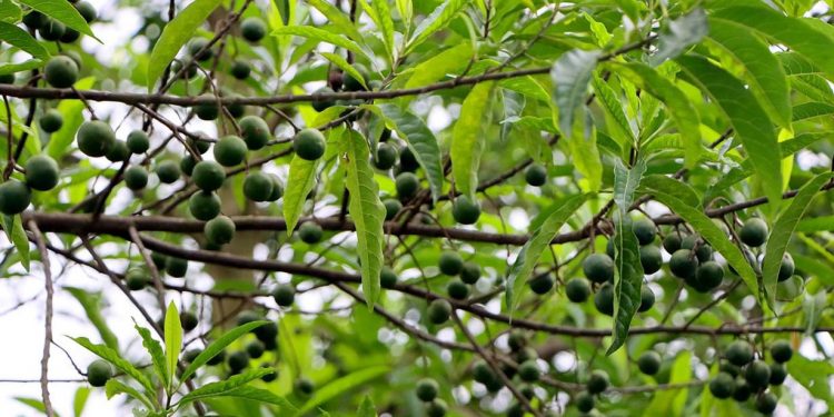सङ्खुवासभामा फलेको रुद्राक्ष