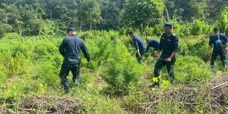 धनकुटा र भोजपुरमा ३८ हजार गाँजाका बोट नष्ट