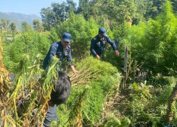 धनकुटा र भोजपुरका विभिन्न स्थानमा गाँजा खेती फडानी गरी नष्ट