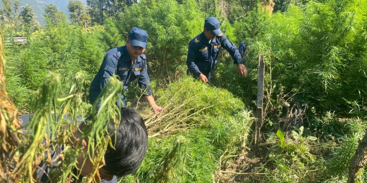 धनकुटा र भोजपुरका विभिन्न स्थानमा गाँजा खेती फडानी गरी नष्ट