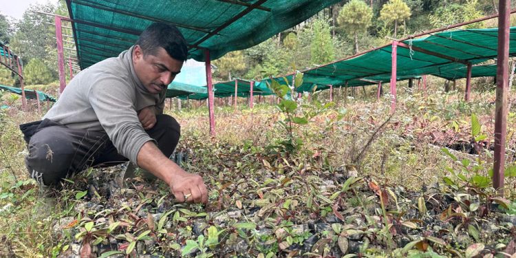 टिएमजे क्षेत्रमा २८ हजार गुराँसका बिरुवा हुर्काइँदै