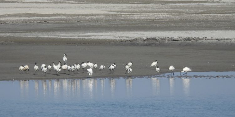 जलवायु परिवर्तन प्रभाव असर : कोशी टप्पुमा आएनन् विदेशी पर्यटक चरा