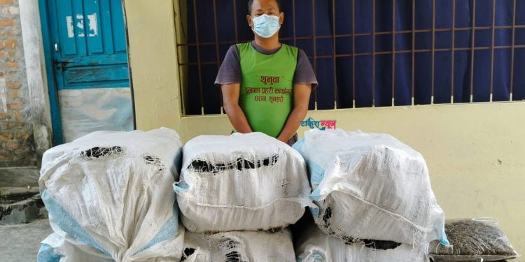 धरानमा तीन सय सात किलोग्राम गाँजासहित कृषि फर्मका सञ्चालक पक्राउ