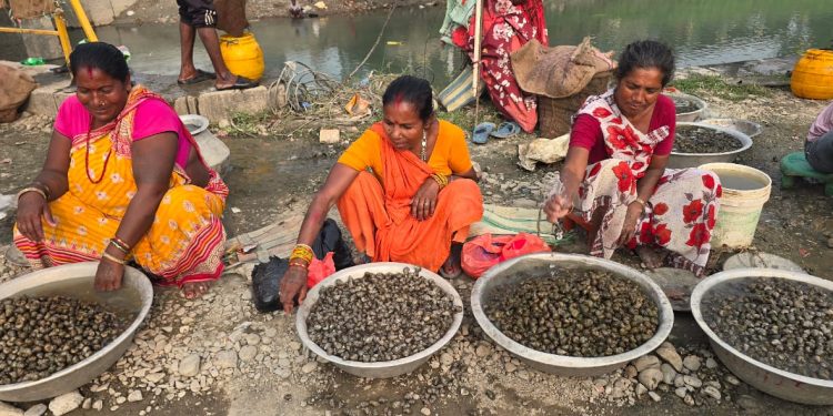 सुनसरी : जाडोमा घोँगीको व्यापार, महिलाका लागि आम्दानीको आधार बन्दै