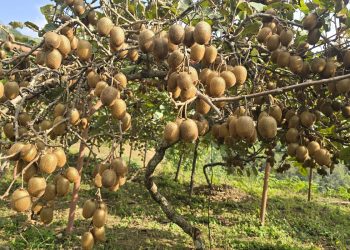 खोटाङ : किवी उत्पादन दोब्बरले बढ्यो, बिक्री गर्न बजार पाउँदैनन् किसान