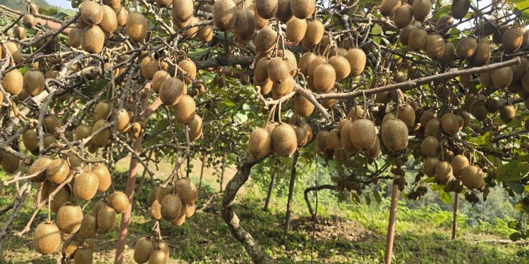 खोटाङ : किवी उत्पादन दोब्बरले बढ्यो, बिक्री गर्न बजार पाउँदैनन् किसान