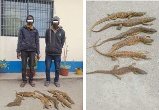 विराटनगरमा सुन गोहोरोसहित सुनसरीका दुई पुरुष पक्राउ