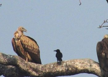 उदयपुर बेलका क्षेत्रमा गिद्धको सङ्ख्या बढ्यो