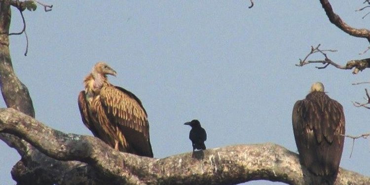 उदयपुर बेलका क्षेत्रमा गिद्धको सङ्ख्या बढ्यो