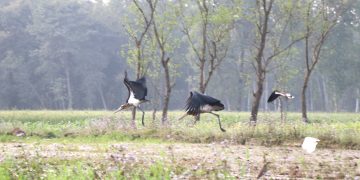 आहाराको खोजीमा हाडीफोर चरा