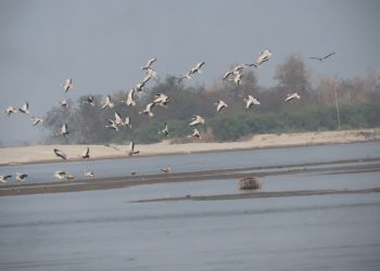 कोशीटप्पुमा भेटिए ७६ प्रजातिका नौ हजार दुई सय ५० चरा