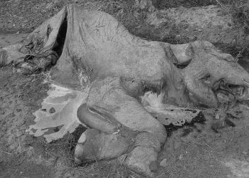झापामा सडेगलेको अवस्थामा हात्ती फेला